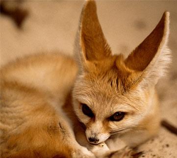 Animal - fennec fox