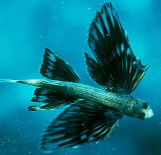 Animal - flying fish