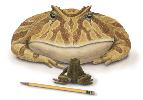 Animal - giant frog