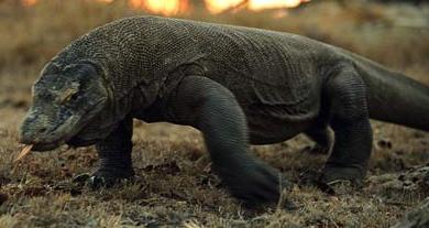 Animal - komodo dragon