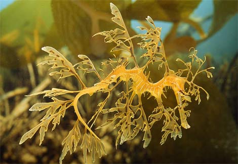 Animal - leafy sea dragon