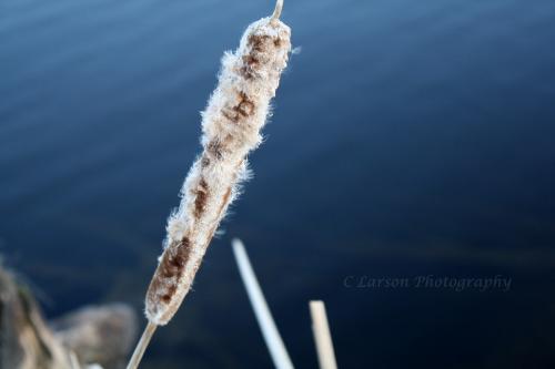 Cattail - cattail out on Lake Winter
