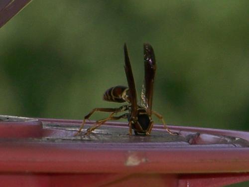 A Wasp Feeding - This is the closest I dare get to a wasp. It was feeding on one of our hummingbird feeders (we love hummingbirds, but hate the wasps that also happen to love the feeders). I was standing on a chair about 5 - 10 feet away and taking pictures...lol.