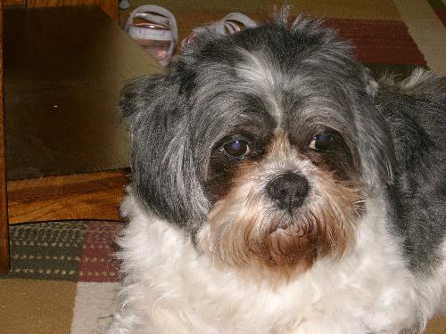 Cody  - This is a picture of my Shih Tzu Cody