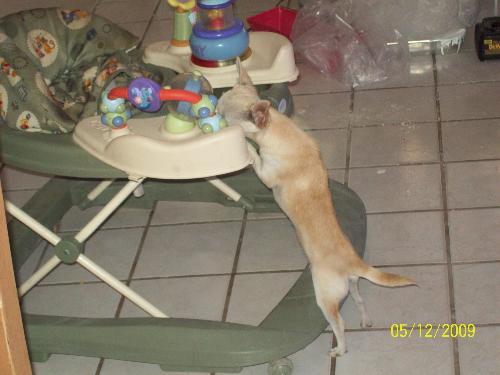 yumy left overs - My little dog loves my babys left overs. She is to small to get all the little pices.