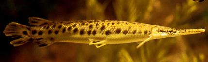 Animal - gar