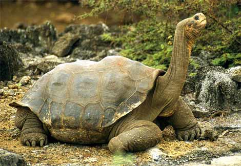 Anime - galapagos tortoise