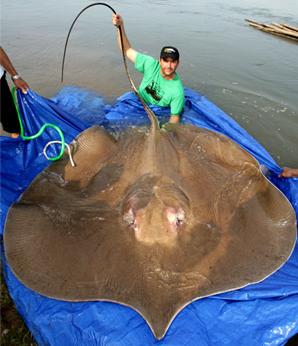 Animal - giant stingray