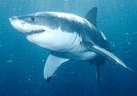 Animal - great white shark