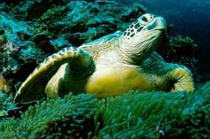Animal - green sea turtle