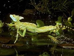 Animal - basilisk lizard