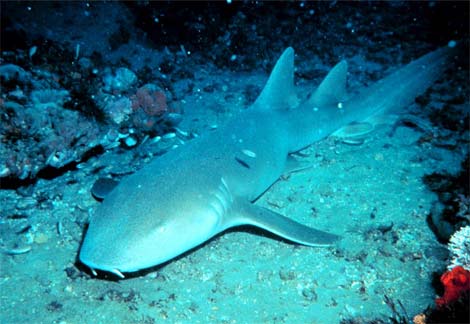 Animal - nurse shark