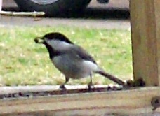 God Loves His sparrows! - This was taken at our bird feeder just days ago of a Sparrow.