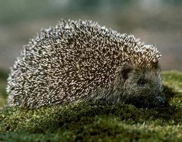 Animal - hedgehog