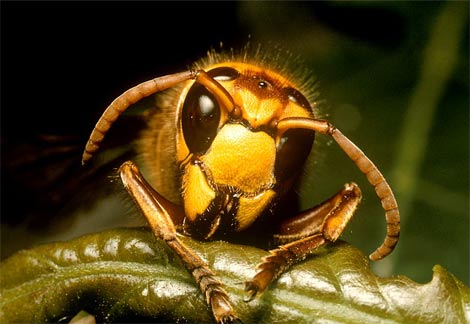 Animal - hornet