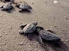 Animal - kemps ridley sea turtle