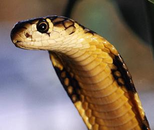 Animal - king cobra