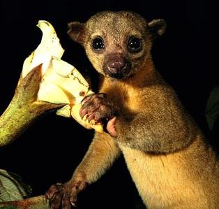 Animal - kinkajou