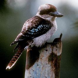Animal - kookaburra