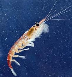 Animal - krill