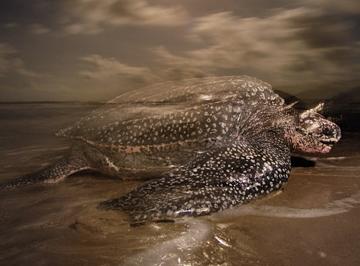 Animal - leatherback turtle