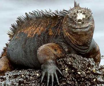 Animal - marine-iguana