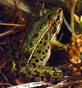 Animal - northern-leopard-frog