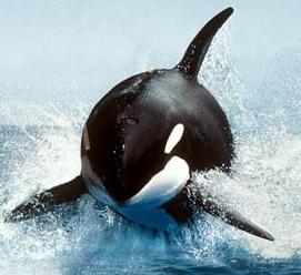 Animal - orca-killer-whale