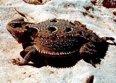 Animal - short-horned-lizard