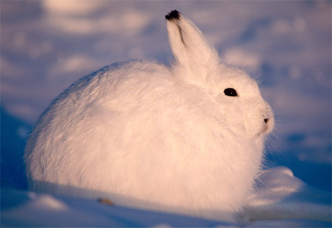 Animal - arctic-hare
