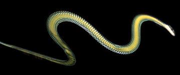 Animal - flying-snake