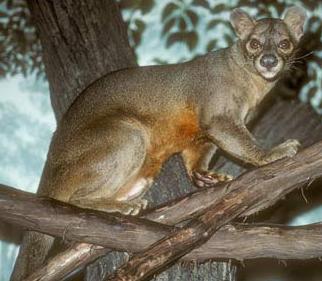 Animal - fossa