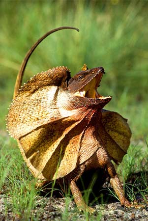 Animal - frilled-lizard