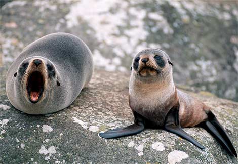 Animal - fur-seal-baby