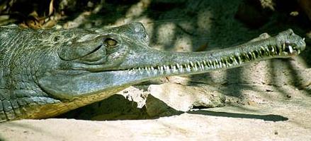 Animal - gavial