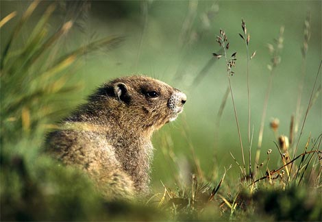Animal - groundhog