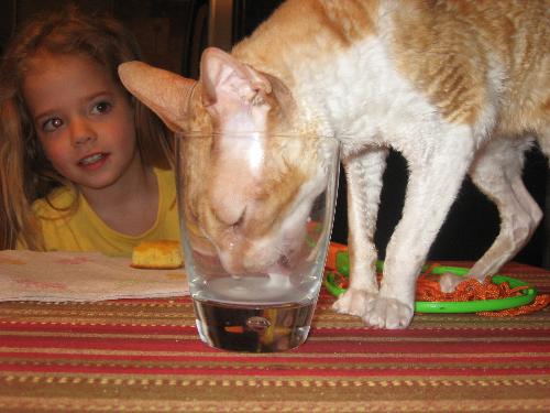 Cat with head in milk glass - A t Rex cat with is head in a milk glass