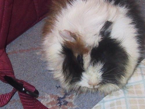 my guinea pigs, Sawi - i love guinea pigs! they are so sweet!