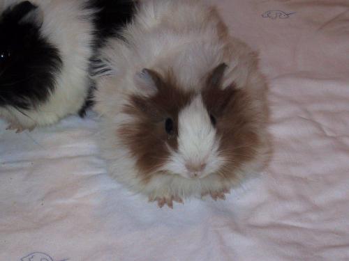 my guinea pigs, Mawi - she is so sweet!!