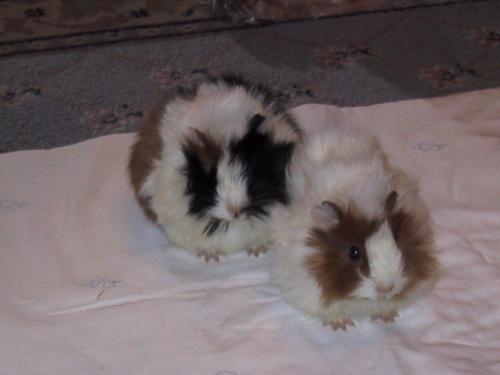guinea pigs - these are my guinea pigs. names Sawi and Mawi!!