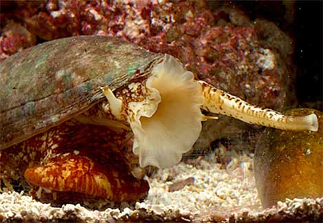 Animal - geographers-cone-snail