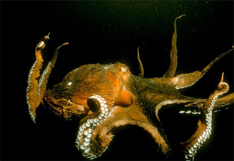 Animal - giant-pacific-octopus