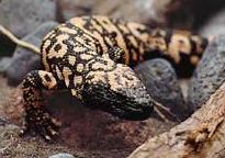 Animal - gila-monster
