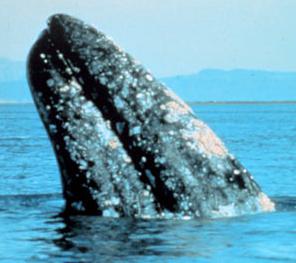 Animal - gray-whale