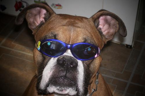 Yoda  - This is a picutre of my Male Boxer Dog. He was born on Aug 1st 2002. He is the biggest sucky baby ever!!! We just bred him on May 21st 2009 and we can't wait to have a new boxer puppy in the family!