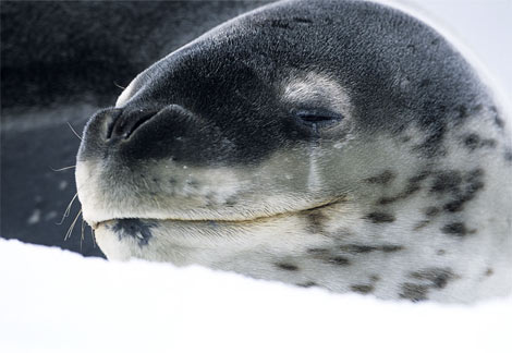 Animal - leopard-seal
