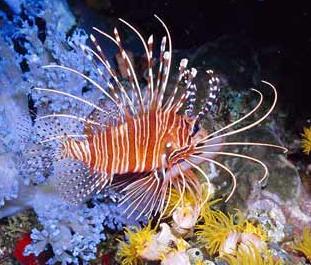 Animal - lion-fish