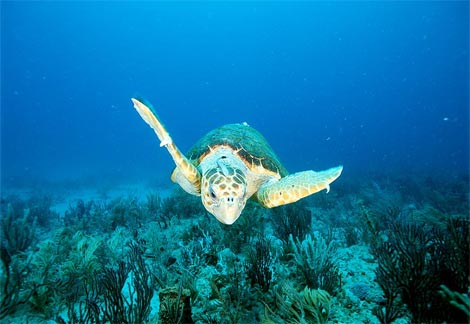 Animal - loggerhead-sea-turtle