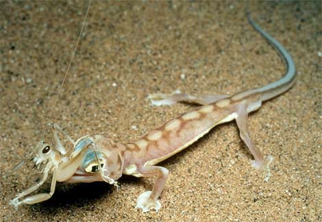 Animal - web-footed-gecko