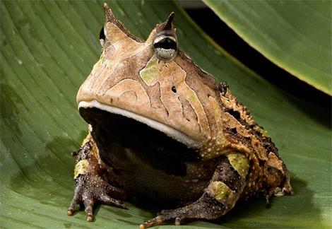 Animal - amazon-horned-frog